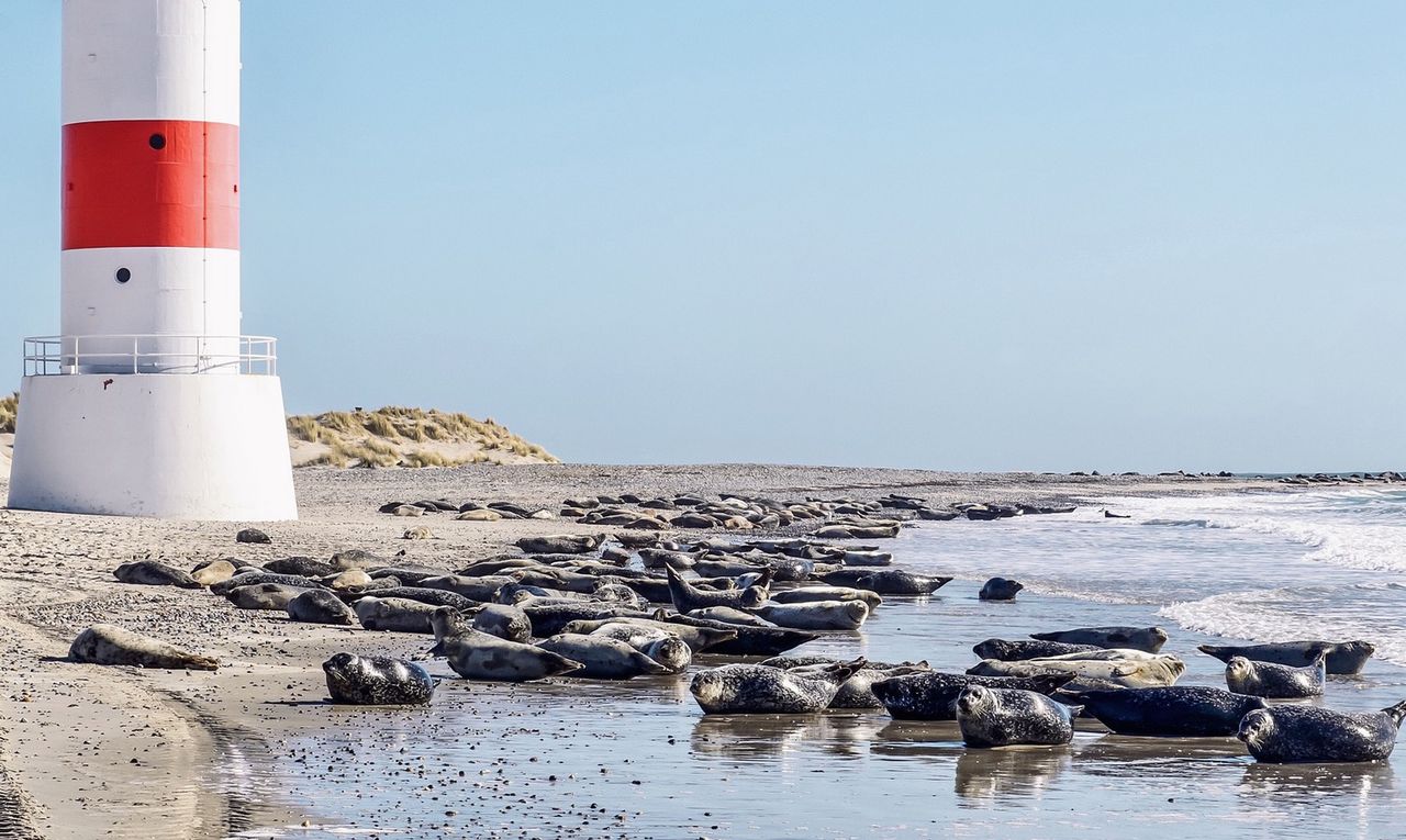 Mysterious deaths of grey seals spark investigation in Germany