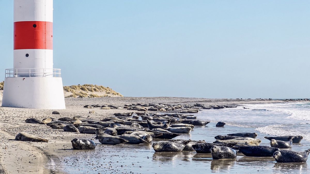 Na niemieckiej plaży znaleziony 50 martwych fok [zdj. ilustracyjne]  