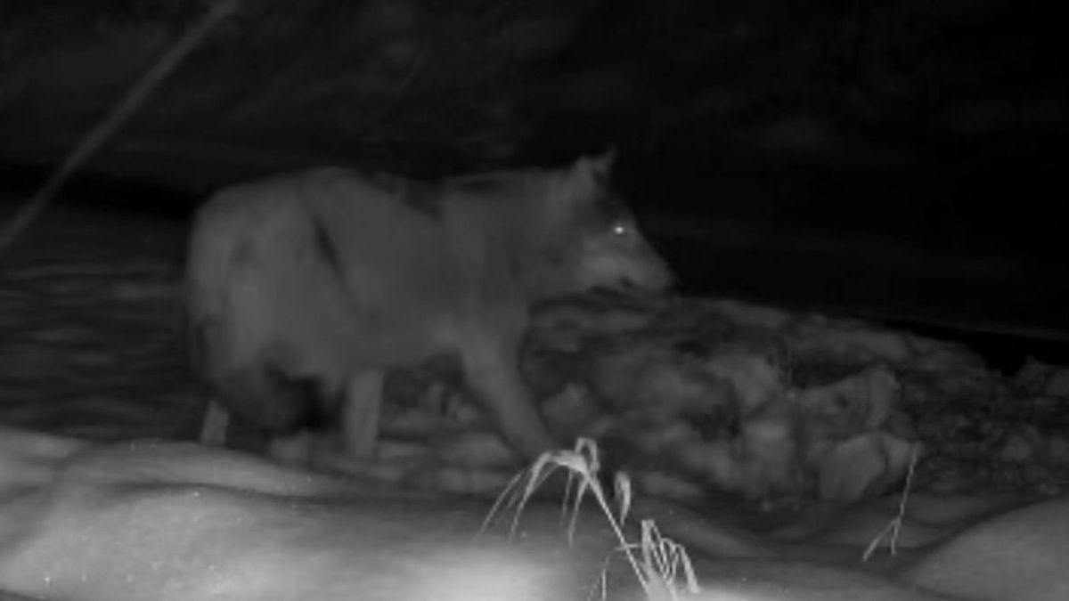 Nagranie z gminy Komańcza. Wilki podchodzą coraz bliżej