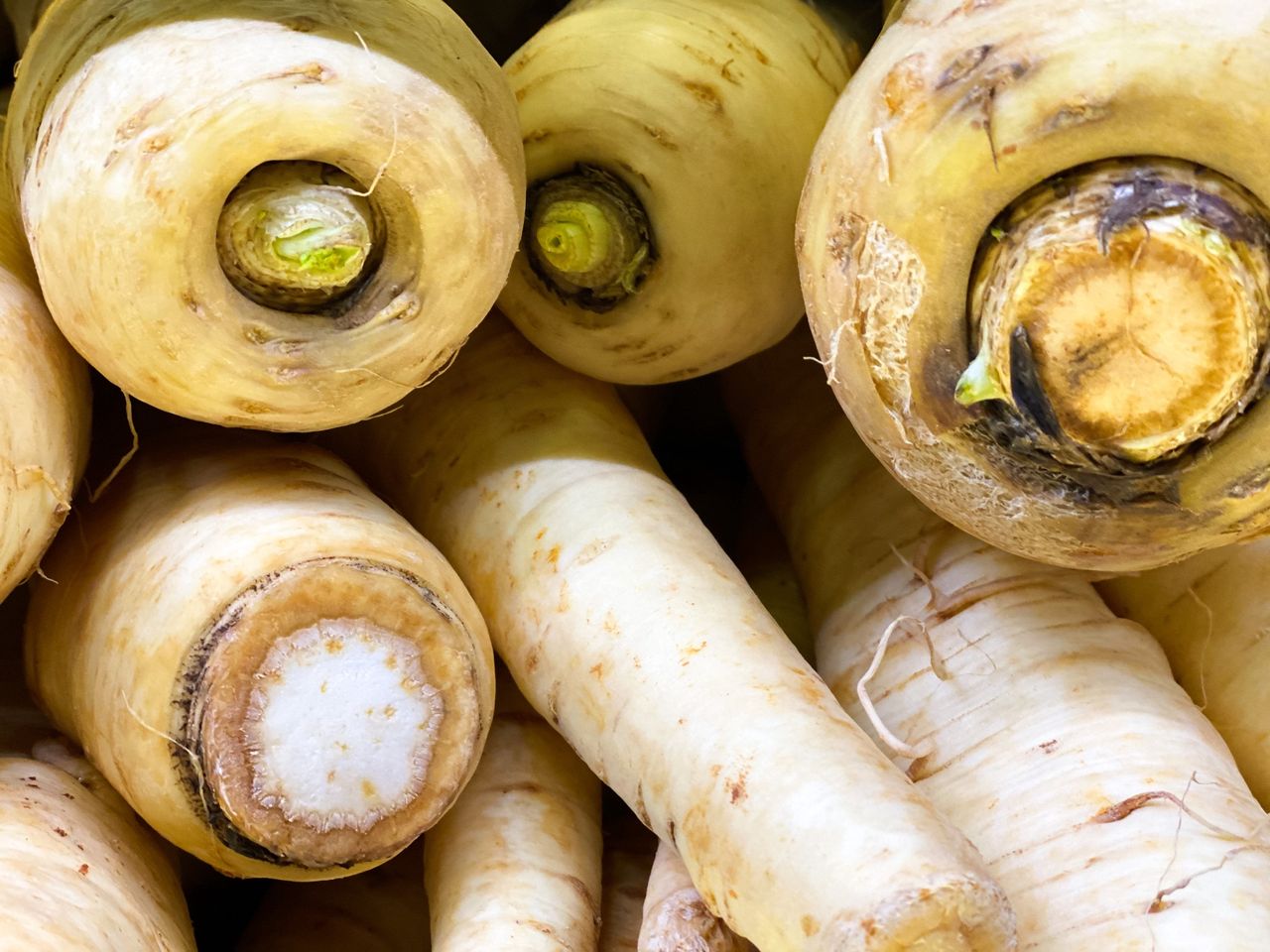 Unlocking the health benefits and culinary uses of the underrated parsley root