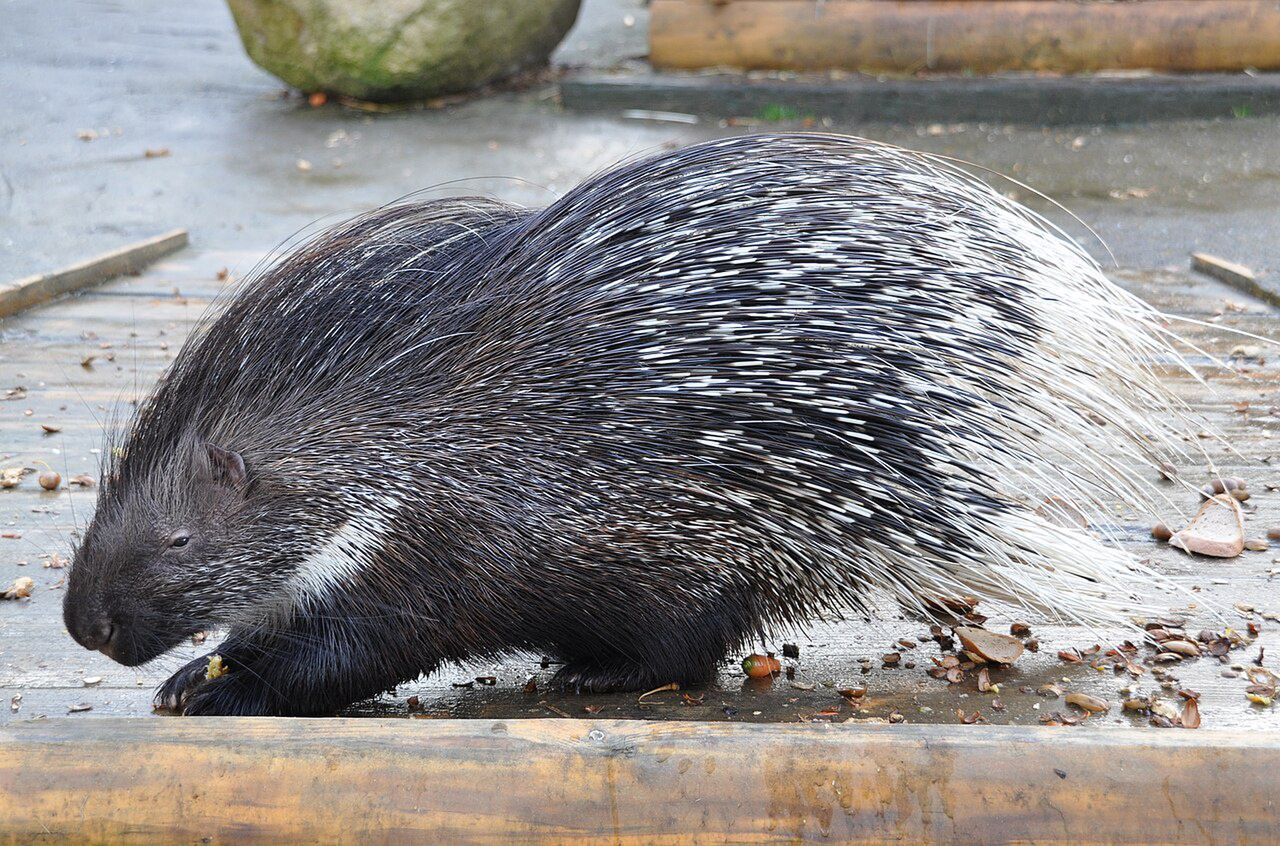 African porcupine in Europe. How did it get there?