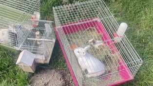 Kazanów-Kolonia: Policjantka uratowała zwierzęta z płonącego budynku