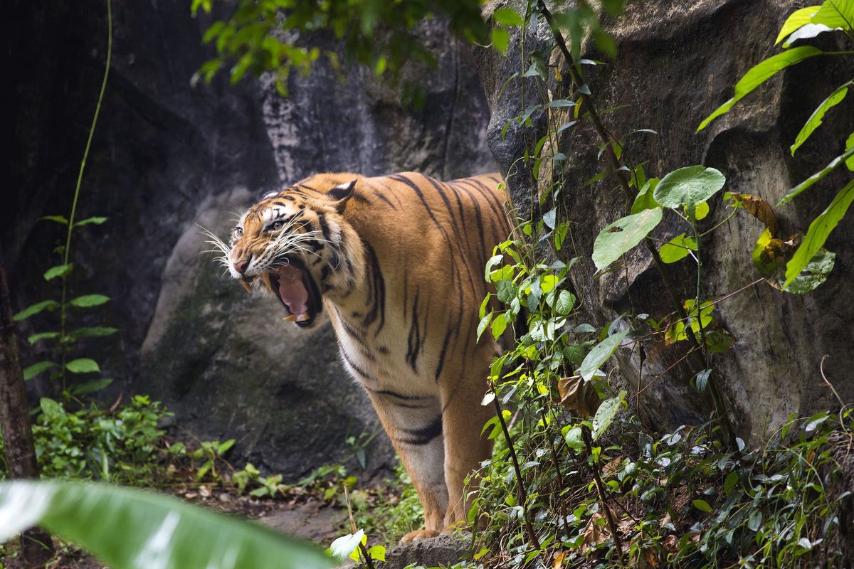 Tygrys bengalski (zdjęcie ilustracyjne)