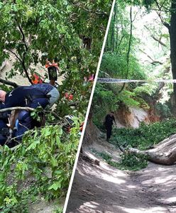 Dzieci w szpitalu. Prokuratura zbada drzewa po wypadku w wąwozie