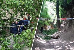 Dzieci w szpitalu. Prokuratura zbada drzewa po wypadku w wąwozie