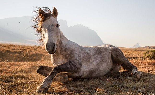 Zdjęcie konia sfotografowanego w parku narodowym Sehlabathebe w Lesotho zostało wyróżnione w międzynarodowym konkursie NG Traveler.