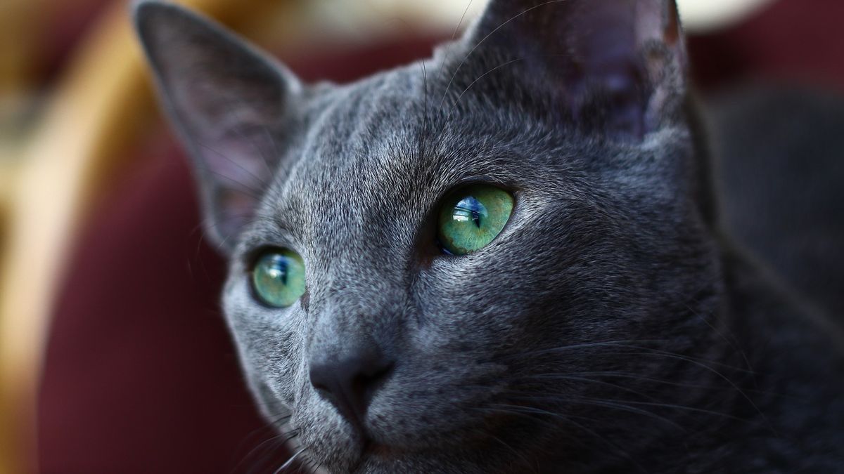 Koty dostały zakaz uczestnictwa w konkursach.