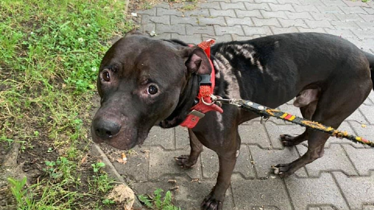 Oblał psa domestosem