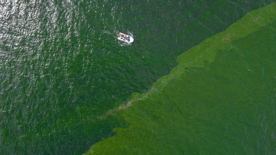 Gigantyczny plankton pojawił się w Zatoce Tajlandzkiej 