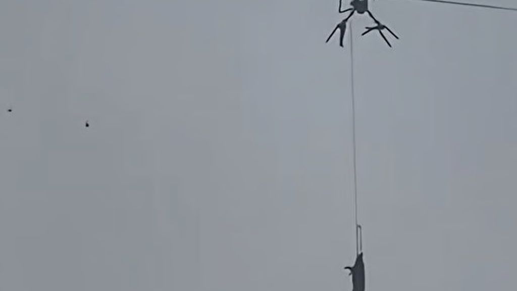 Rolnik z Chin transportował świnię dronem