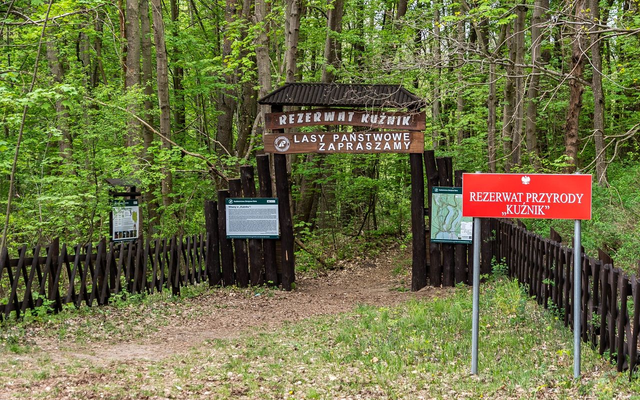 Rezerwat "Kuźnik" w Pile