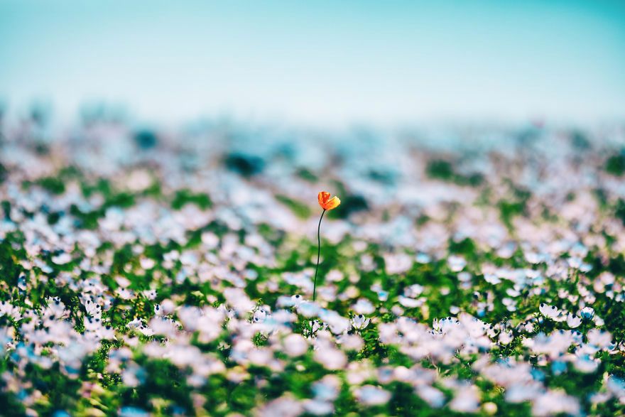 Ogród pełny niebieskich kwiatów to prawdziwy skarb Japonii 11