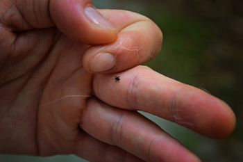 Posadź w ogrodzie. Kleszcze zaczną uciekać w popłochu