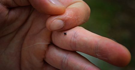 Posadź w ogrodzie. Kleszcze zaczną uciekać w popłochu