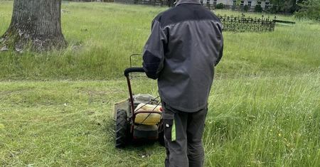Koszenie trawników raz do roku? Badania przeprowadzono w Krakowie i Katowicach