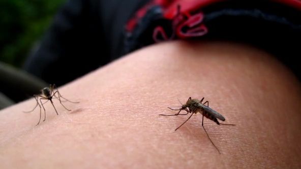 Jak wygląda komar wysysający krew w HD? [wideo] 1