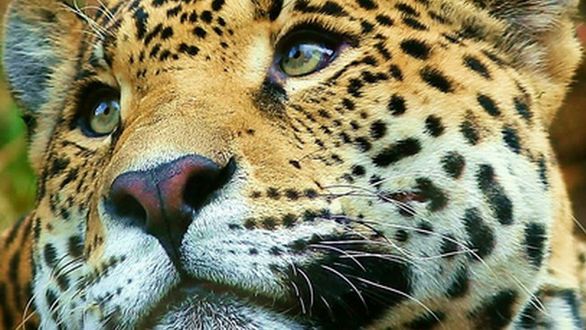 Wzruszające! Co zrobi lampart, gdy zorientuje się, że zabił matkę małej małpki? 1