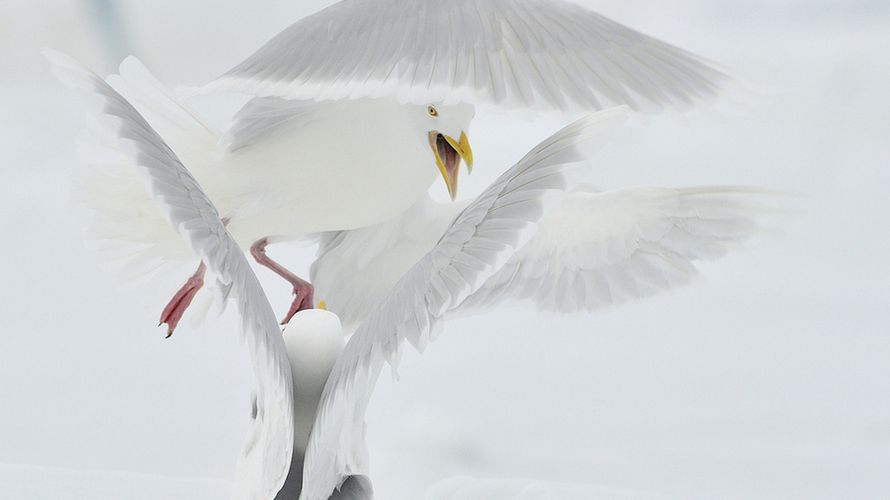 Poznaj najlepsze zdjęcia 7. Wielkiego Konkursu National Geographic [galeria] 1