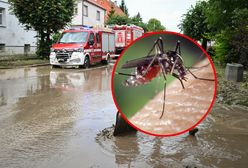 Ekspert ostrzega przed inwazją komarów