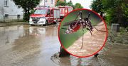 Ekspert ostrzega przed inwazją komarów