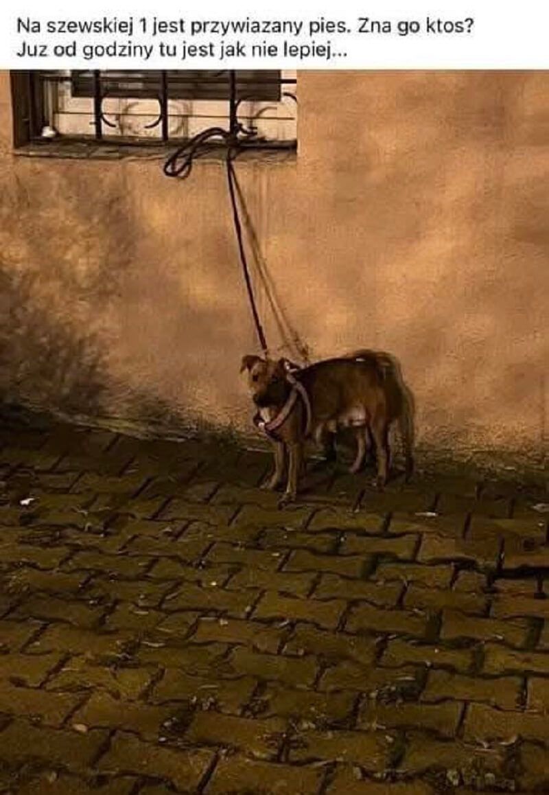 Pies przywiązany do krat