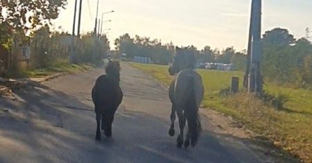 Dwa konie biegały po ulicach Nakła. Właścicielka ukarana mandatem