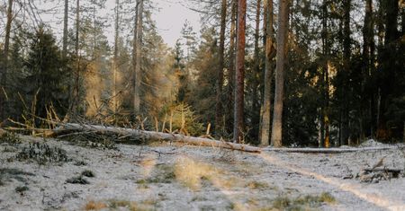 Zacznie się tej nocy. IMGW ostrzega przed przymrozkami