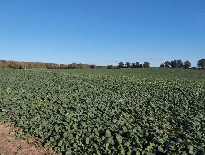 Jesienne nawożenie rzepaku. Modyfikacja w stosowaniu azotu