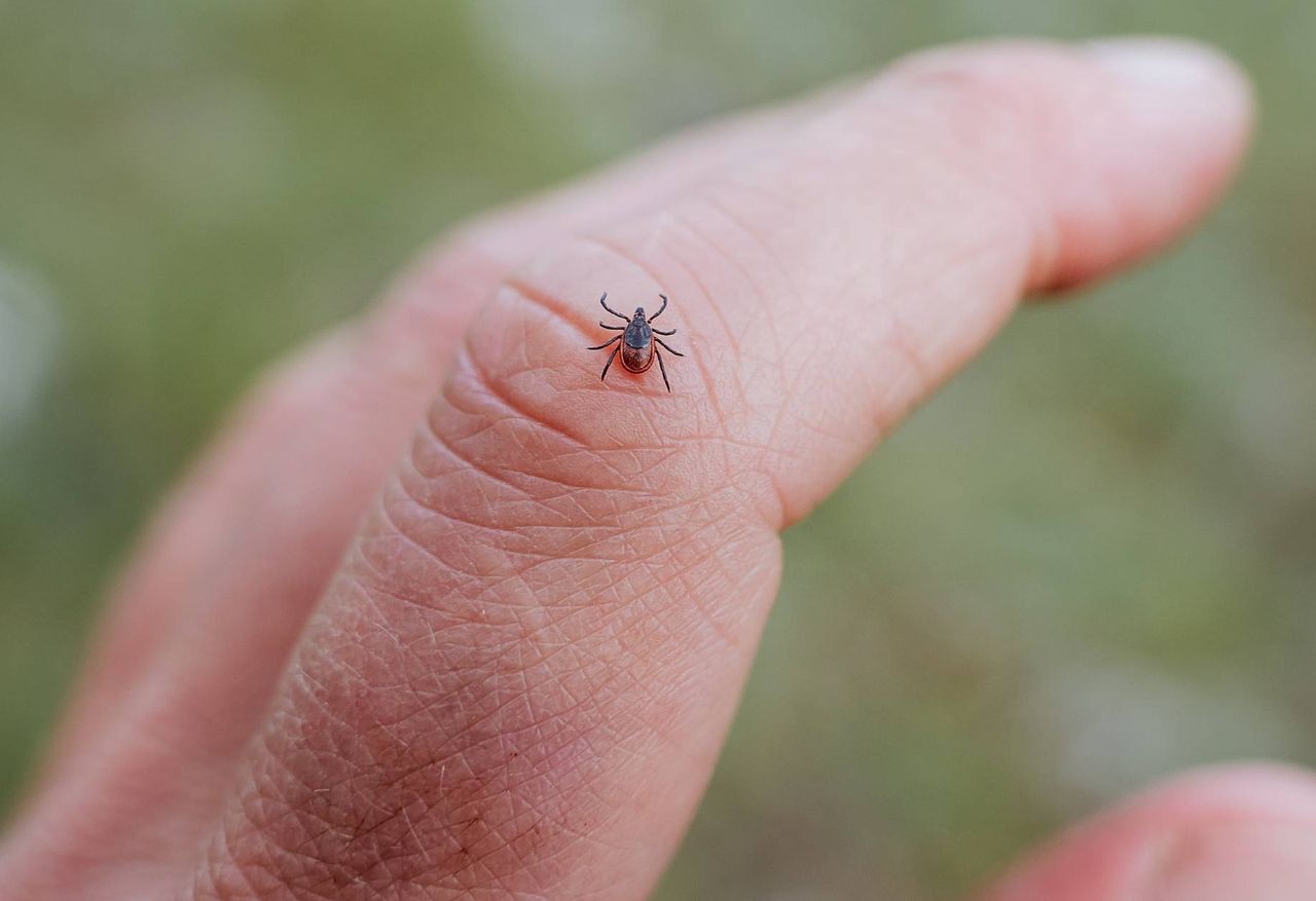 Spryskaj ubrania. Kleszcze nawet się nie zbliżą