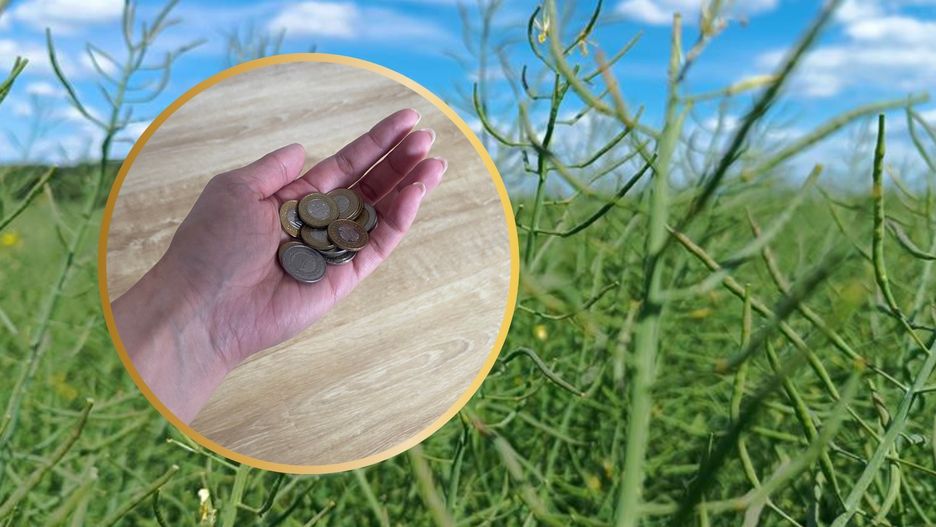 Zgodnie z przepisami Parlamentu Europejskiego państwa członkowskie mogą rozpocząć wypłatę zaliczek z tytułu płatności bezpośrednich najwcześniej 16 października danego roku.