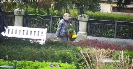Świdnica. Przedsiębiorcza seniorka wpadła przez monitoring. Na potęgę kradła rośliny z Ogrodu Różanego
