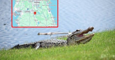 Tragiczny atak aligatora na Florydzie. Kobieta zginęła na oczach męża