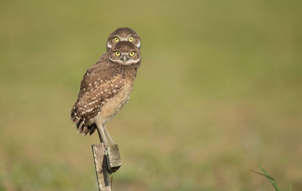 Najzabawniejsze zwierzaki konkursu Comedy Wildlife Photography Awards 2016 12