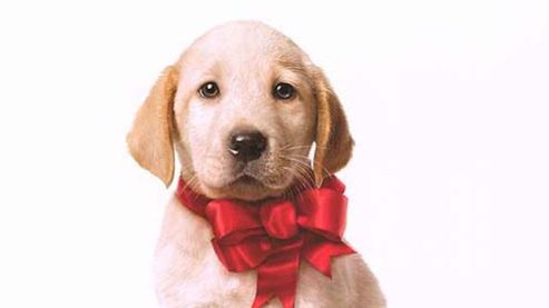 Zwiastun i plakat komedii Marley i Ja 1