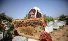 Uśmiercił 7,5 mln pszczół. Wystarczył jeden oprysk