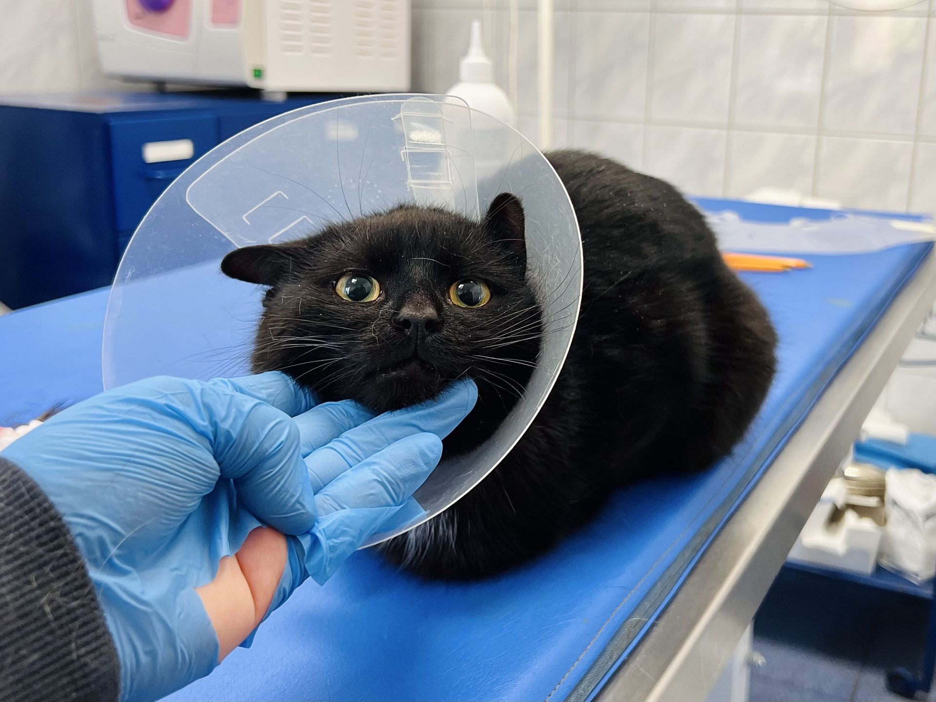 Podopieczni Schroniska w Celestynowie