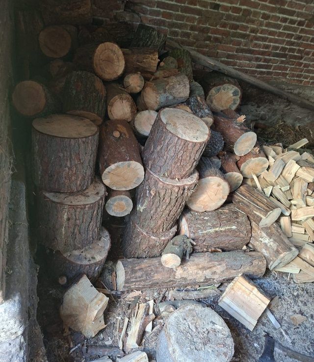 55-latek zatrzymany za kradzież niemal 30 drzew w gminie Piszczac (zdjęcia)