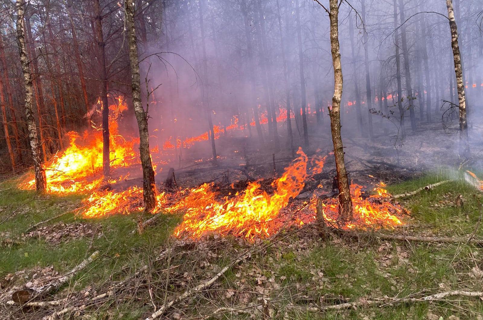 Niebezpieczna sytuacja w Puszczy Bydgoskiej. Strażacy ruszyli do akcji