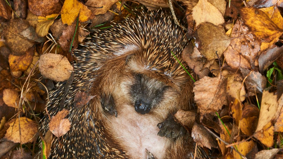 Warto wiedzieć, jak pomóc jeżom przetrwać jesień i zimę 