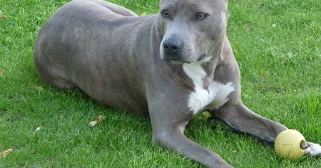 Legnica. Amstaff pogryzł dzieci. Córka stanęła przed sądem, teraz czeka to matkę