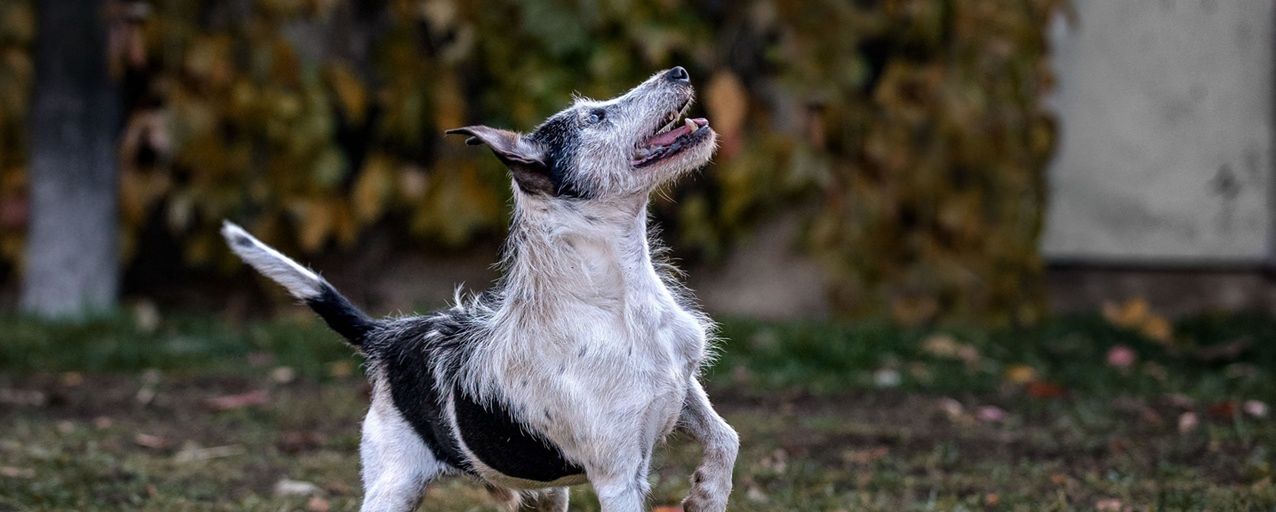 Pies na emeryturze, koń na balkonie