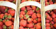 Polskie truskawki pojawiły się już w sklepach. Wiemy, ile kosztują pierwsze truskawki