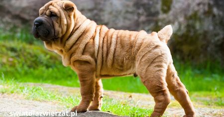 Shar Pei – wyjątkowy pies o pomarszczonej skórze