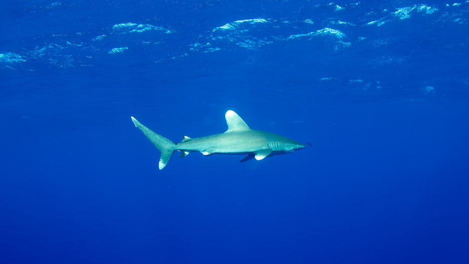 RED SEA, EGYPT - NOVEMBER 25: A view of whitetip reef shark and long-nosed spinner dolphins, faced with the danger of extinction due to climate change and human pollution, at Red Sea off Egypt on November 25, 2024. White-sided reef sharks and long-nosed spinner dolphins living near coral reefs in the Red Sea in Egypt are negatively affected by human pollutants, overfishing, bycatch and global climate change. In recent years, there has been a 90 percent global decline in mature individuals of the 4-meter-long whitetip reef sharks, which have an average life span of 25 years. (Photo by Mahmut Serdar Alaku/Anadolu via Getty Images)