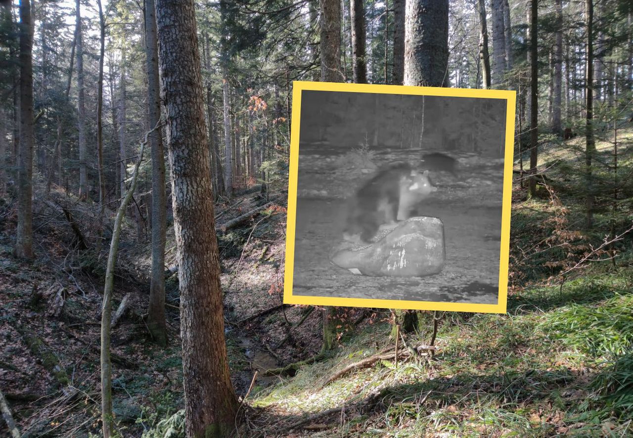 Pod osłoną nocy w lesie. Leśnicy będą w szoku