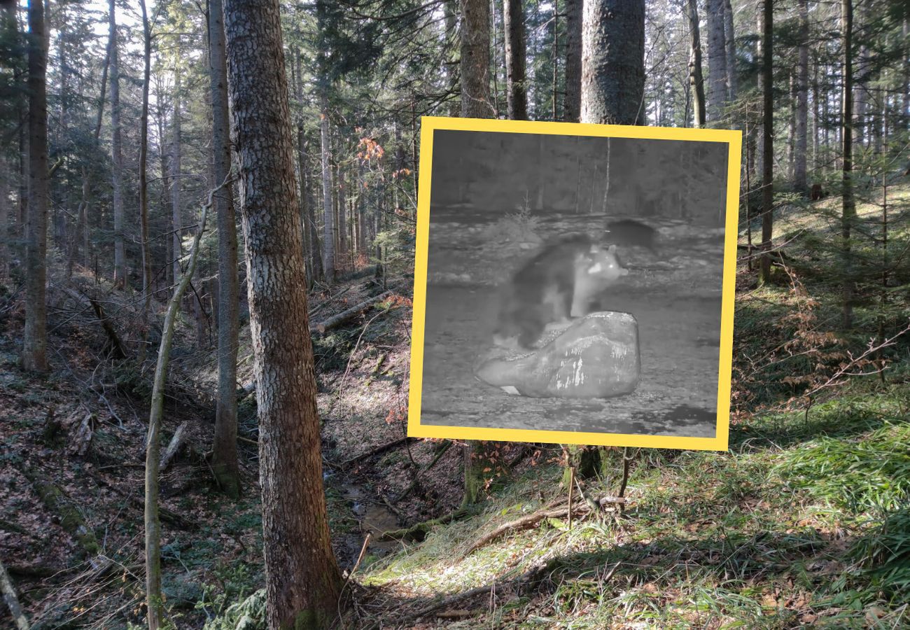 Walka niedźwiedzi jak z filmu akcji. Fotopułapka uchwyciła wszys