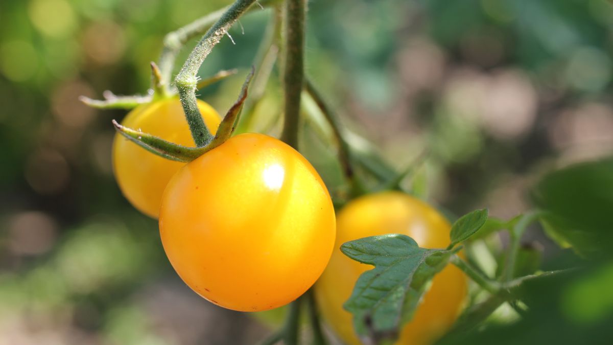 Żółte pomidory