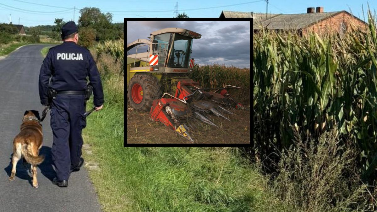 Ktoś celowo zostawił metalowe pułapki na polu kukurydzy