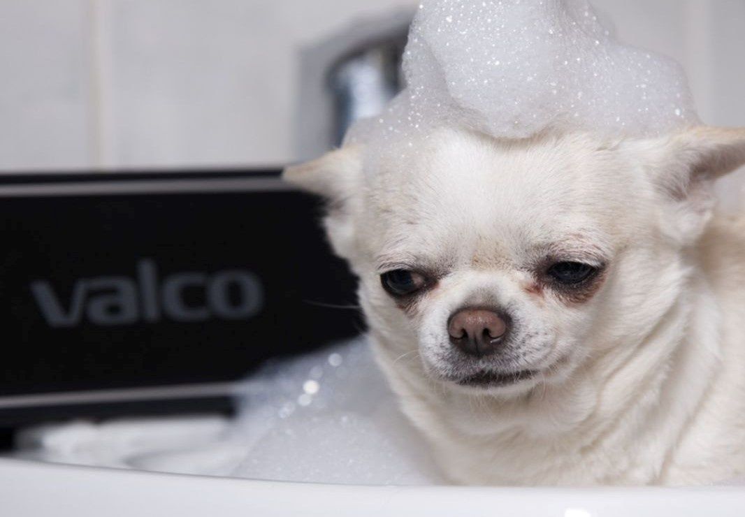 Chihuahua Valco