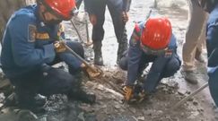 Pyton na wolności. Przerażające, skąd wyciągnęli 5-metrową bestię